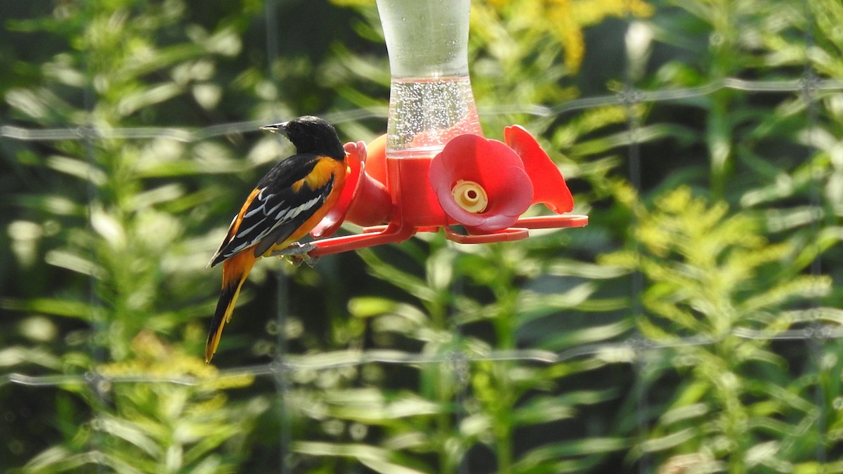 Baltimore Oriole - ML639707465