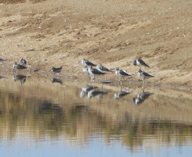 青足鷸 - ML639707466