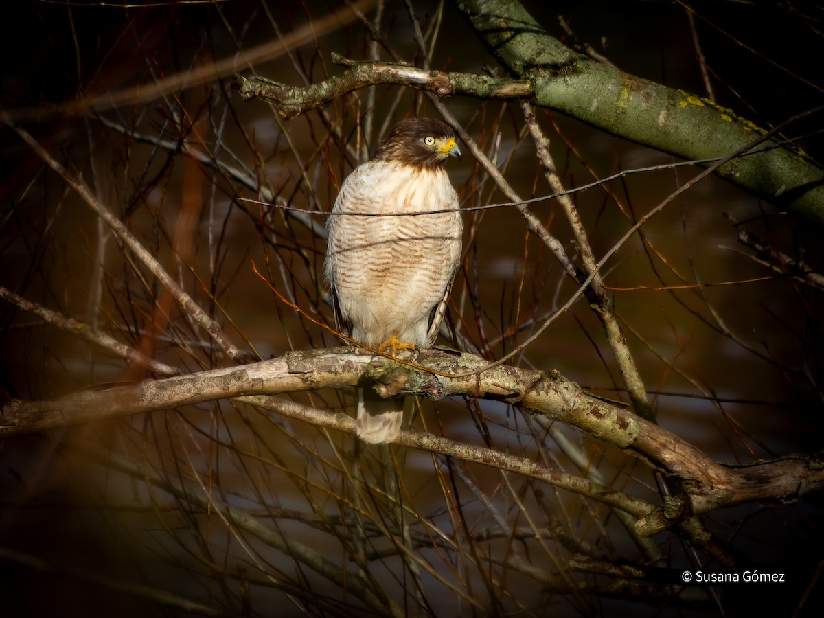 Roadside Hawk - ML639707469