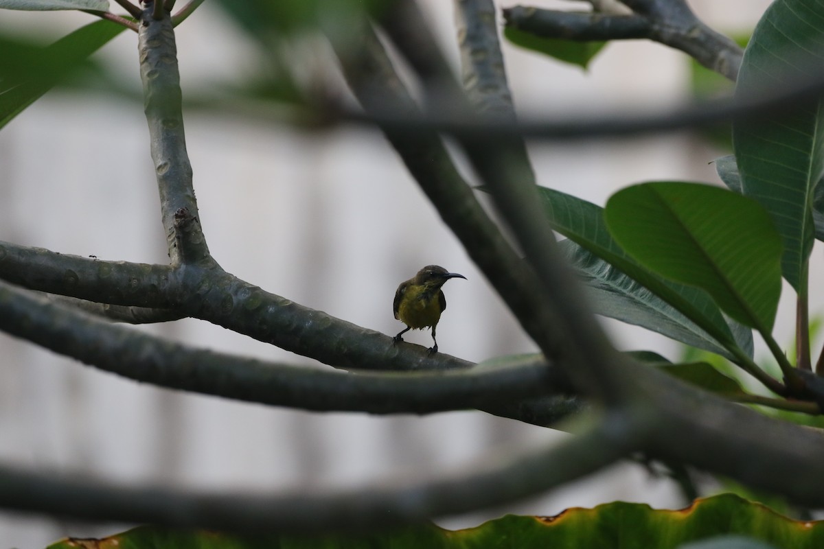 黃腹花蜜鳥 - ML639707473