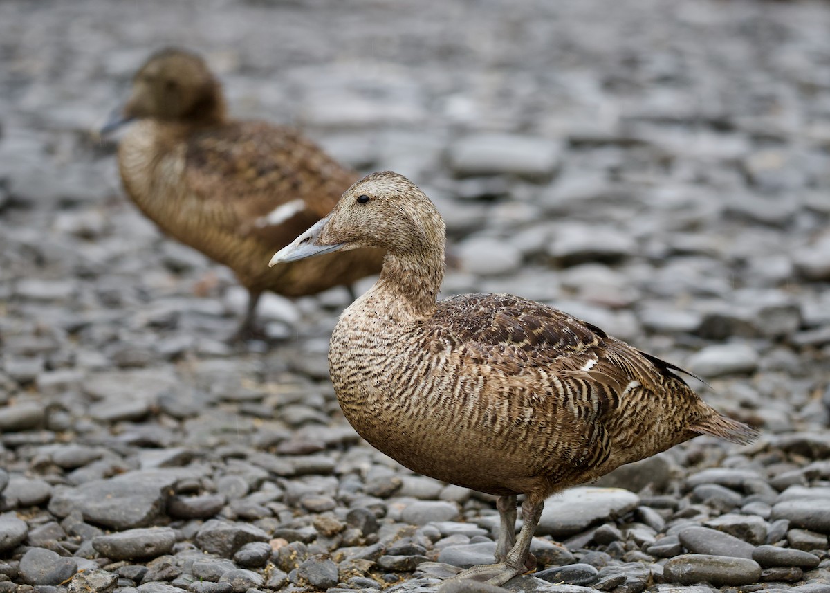 Common Eider - ML639707474