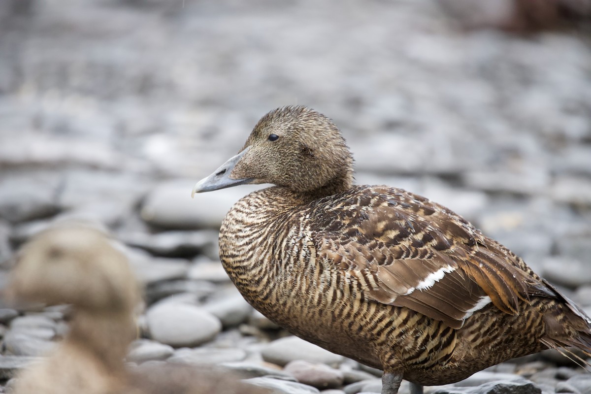 Common Eider - ML639707475