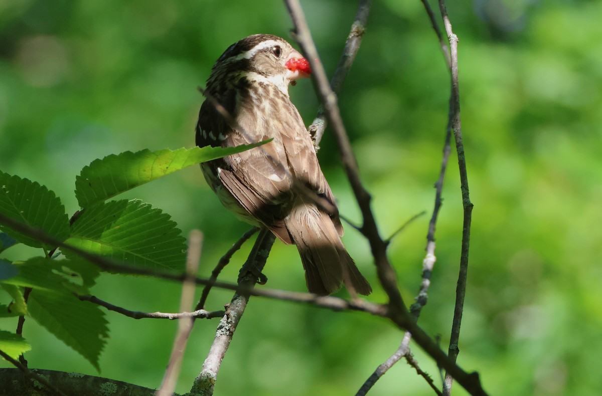 Rose-breasted Grosbeak - ML639707476