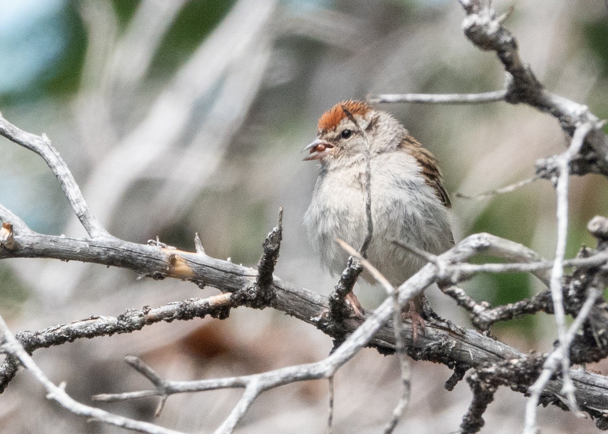 Chipping Sparrow - ML639707481
