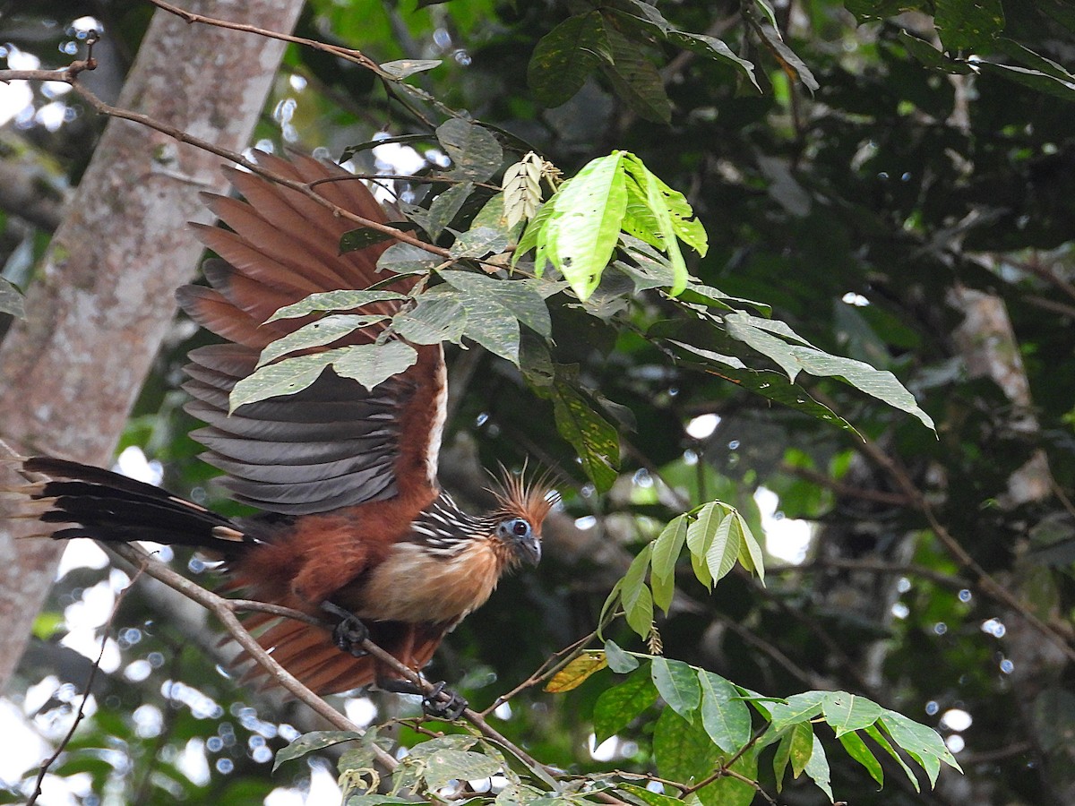 Hoatzin - ML639707482
