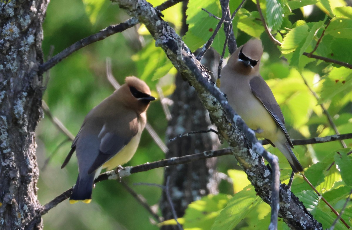 Cedar Waxwing - ML639707483