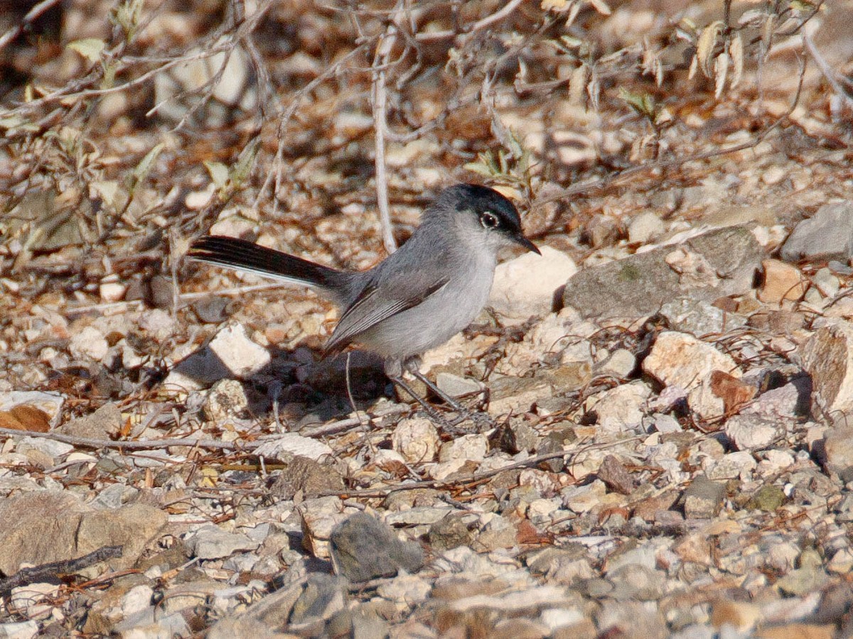 Black-tailed Gnatcatcher - ML639707484