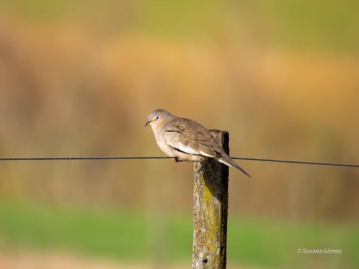 Picui Ground Dove - ML639707487