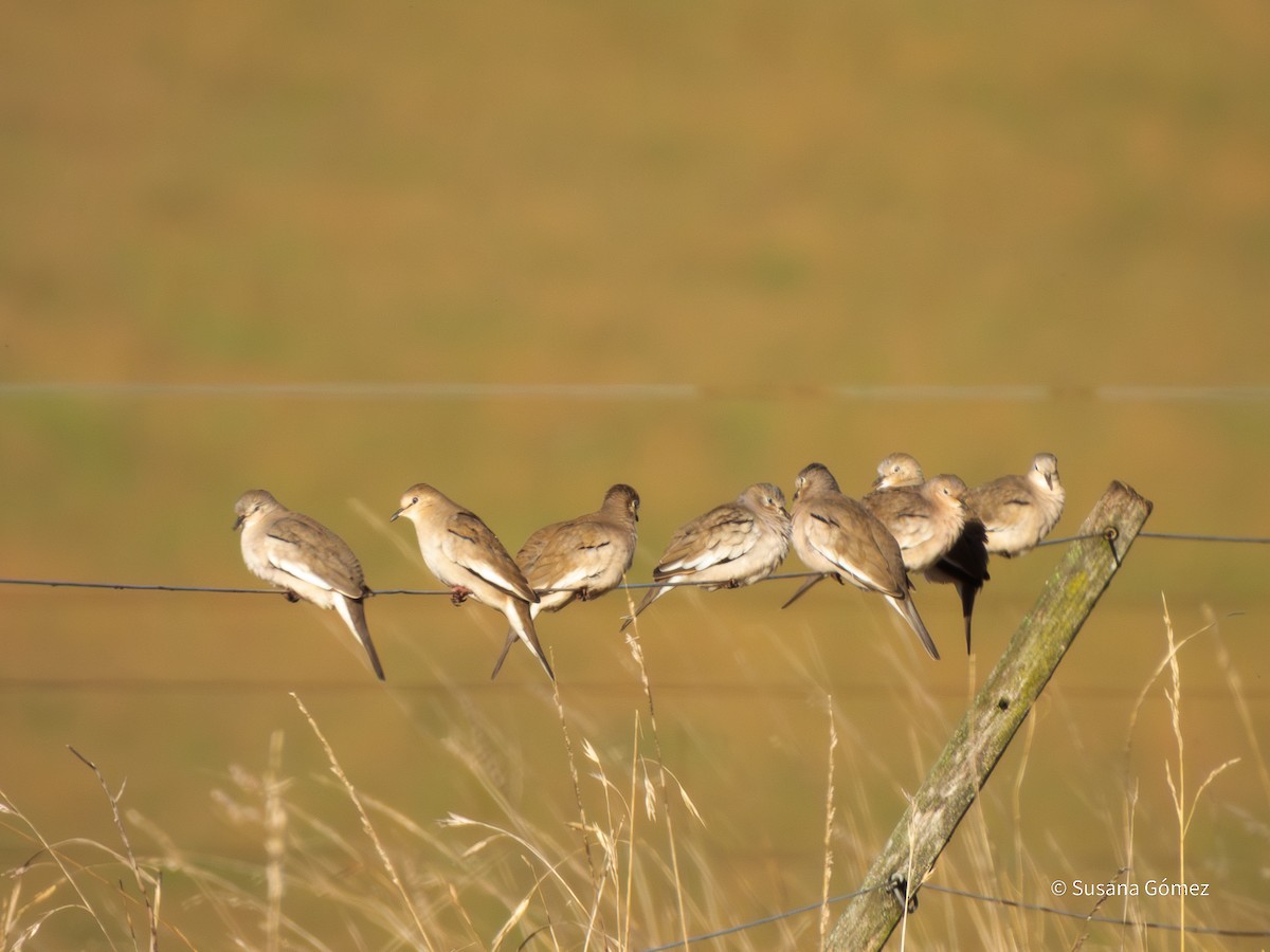 Picui Ground Dove - ML639707488