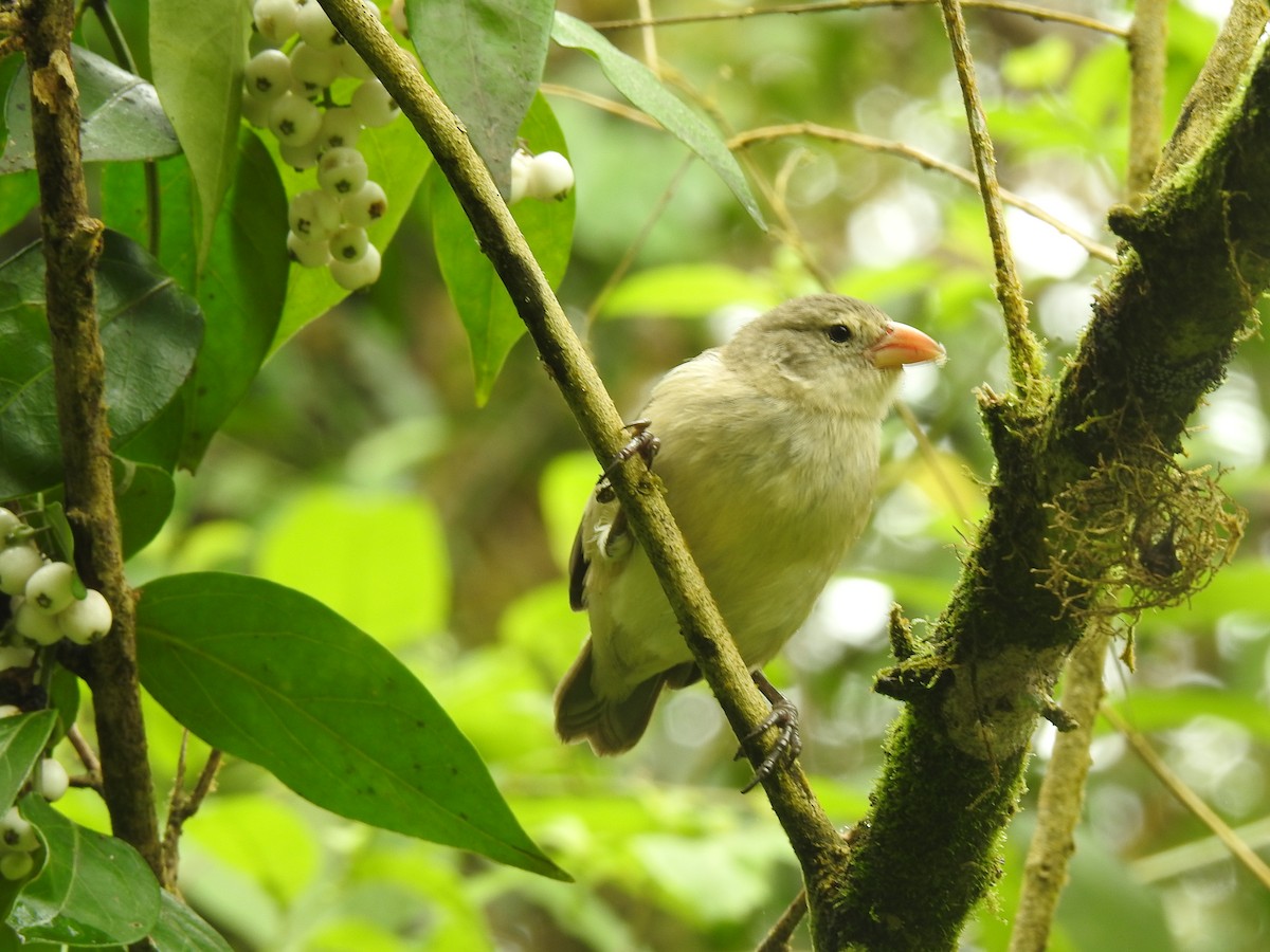 Woodpecker Finch - ML639707491