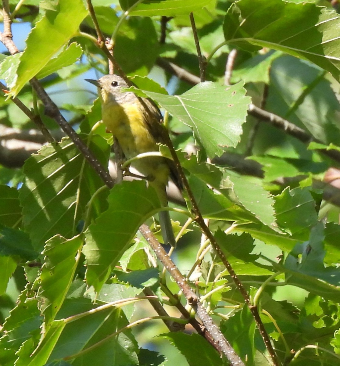 Nashville Warbler - ML639707492