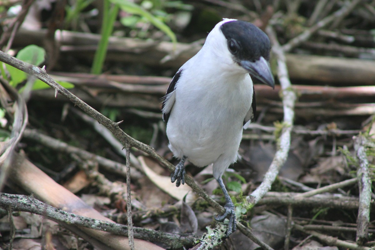 Black-crowned Tityra - ML639707495