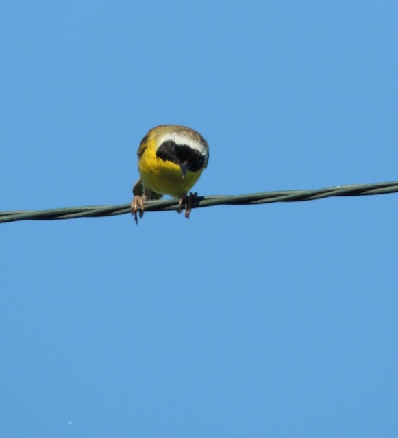 Common Yellowthroat - ML639707497