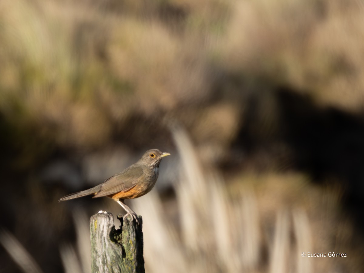 Rufous-bellied Thrush - ML639707498