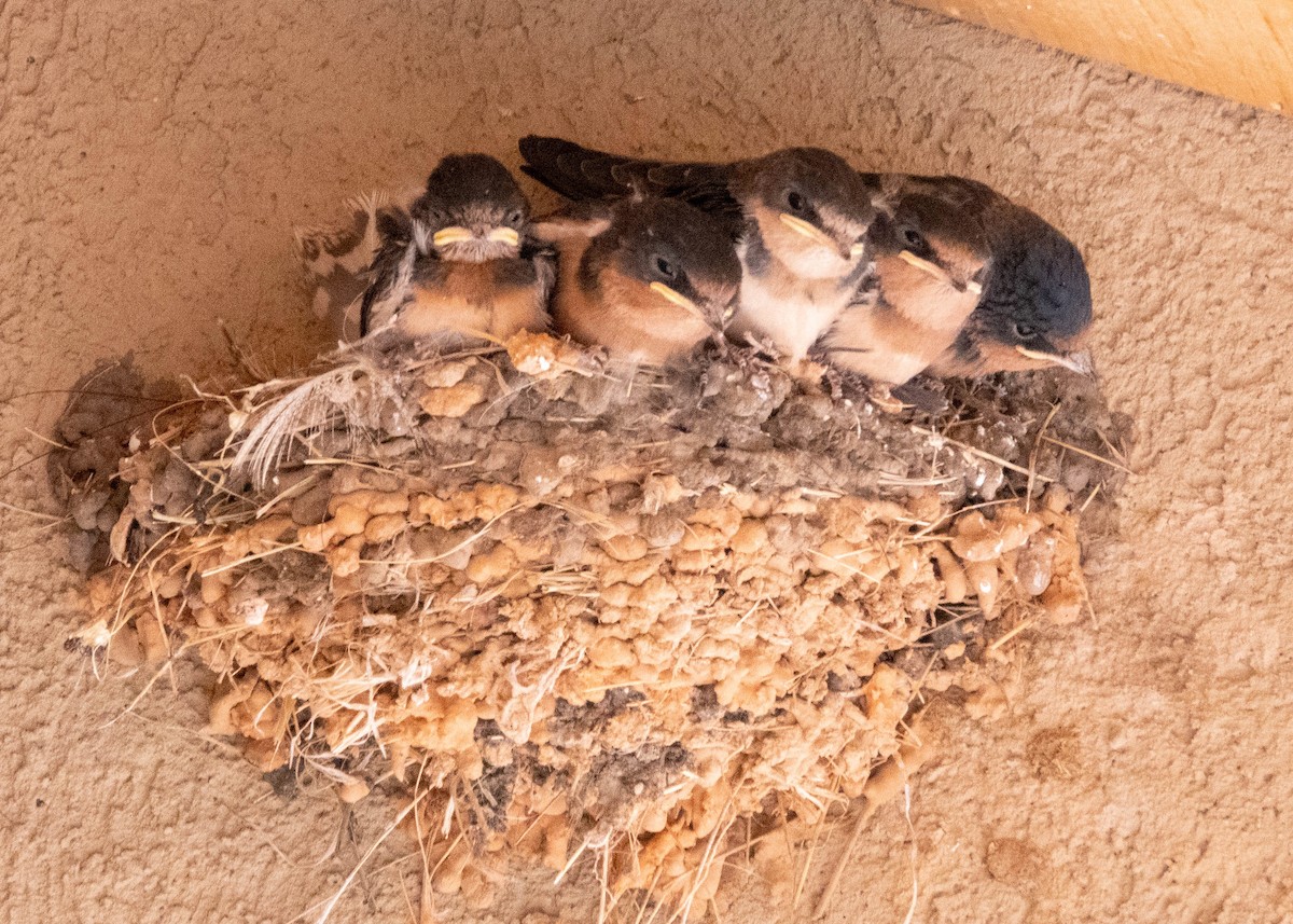 家燕 - ML639707500