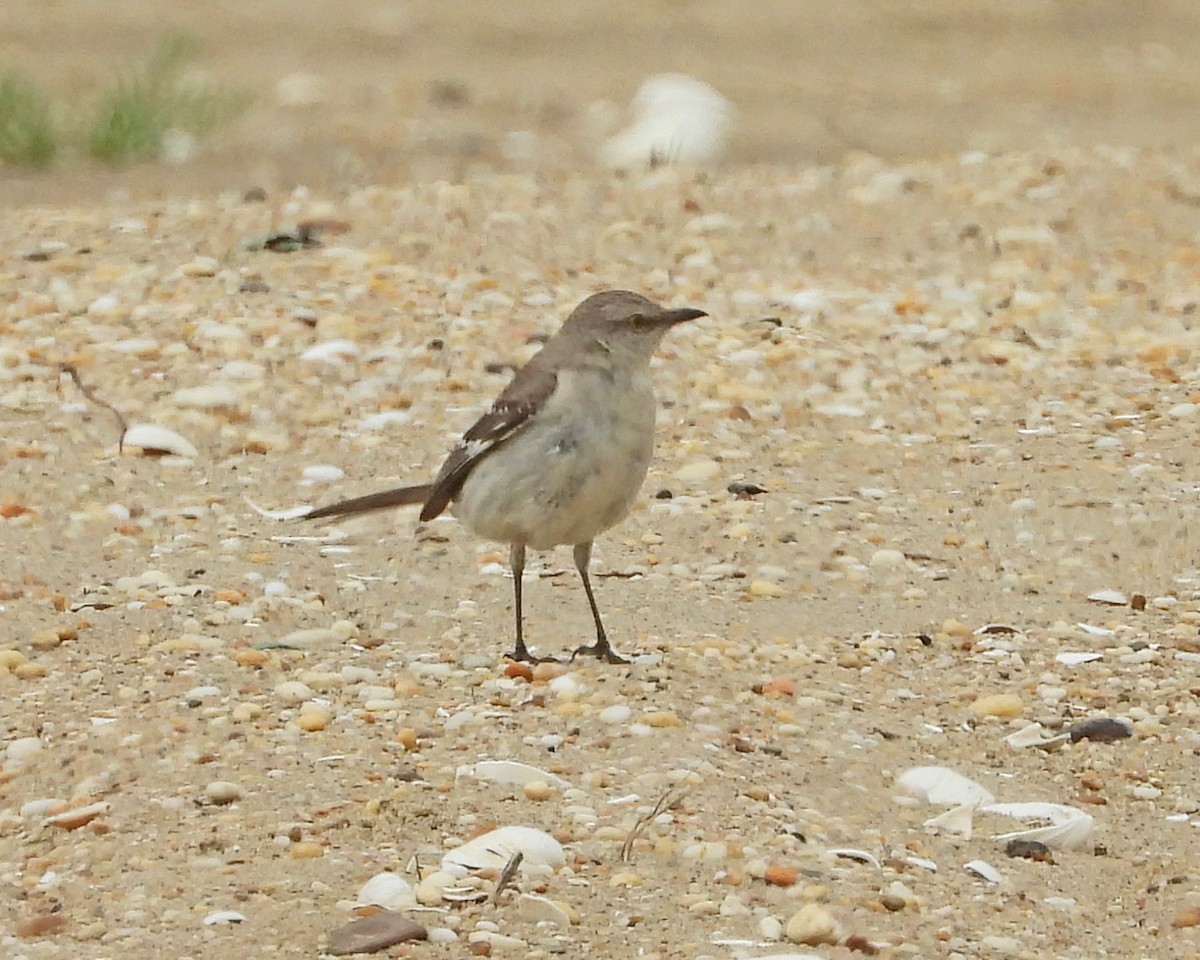 Northern Mockingbird - ML639707509