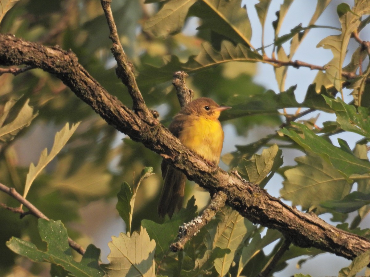 Common Yellowthroat - ML639707538