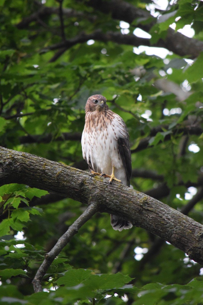 Cooper's Hawk - ML639707556
