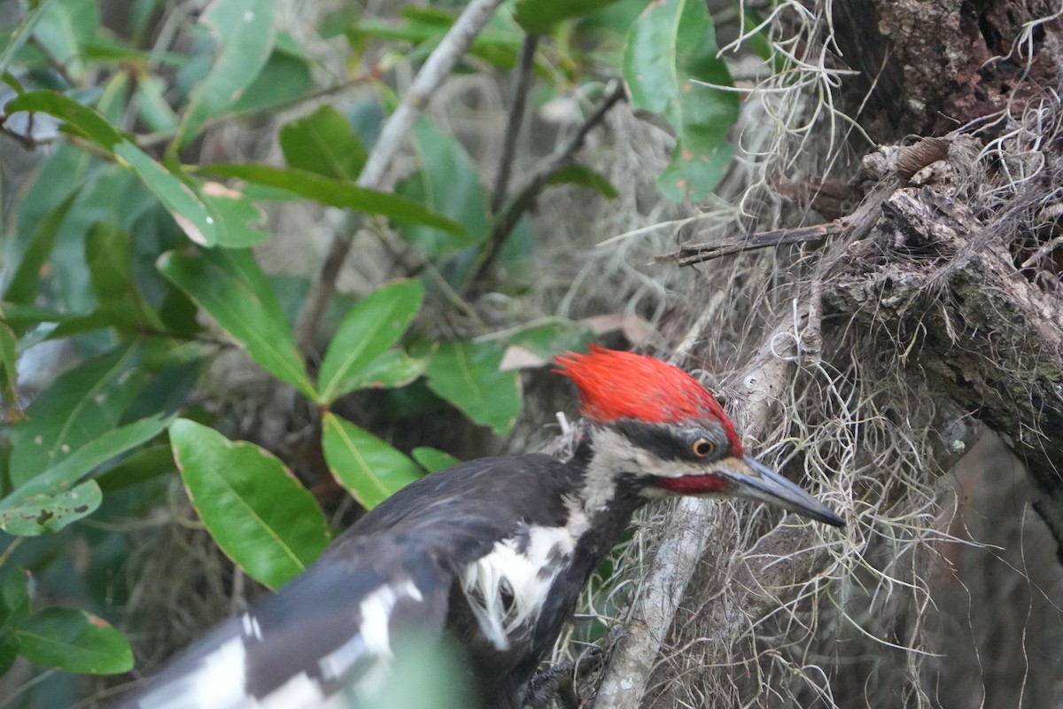 Pileated Woodpecker - ML639707569