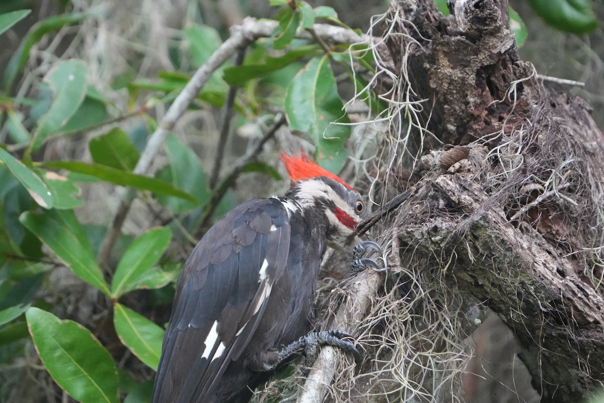 Pileated Woodpecker - ML639707570