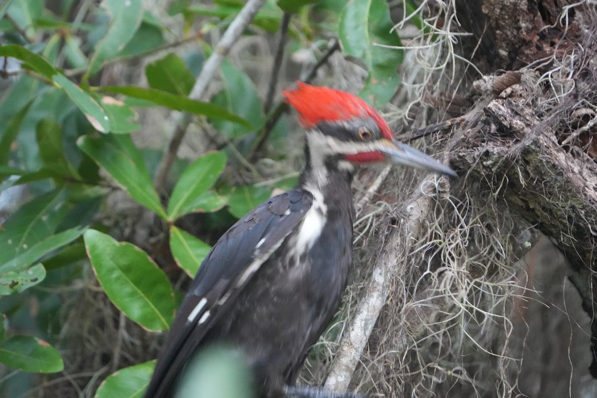 Pileated Woodpecker - ML639707571