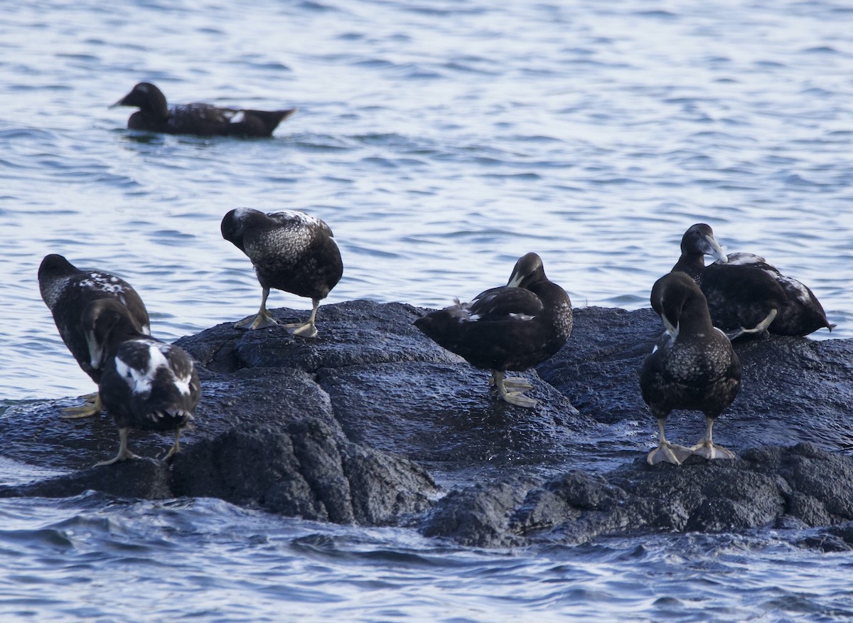 Common Eider - ML639707581