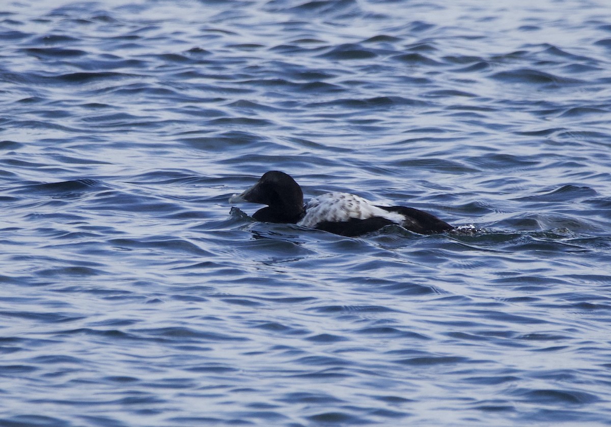 Common Eider - ML639707582