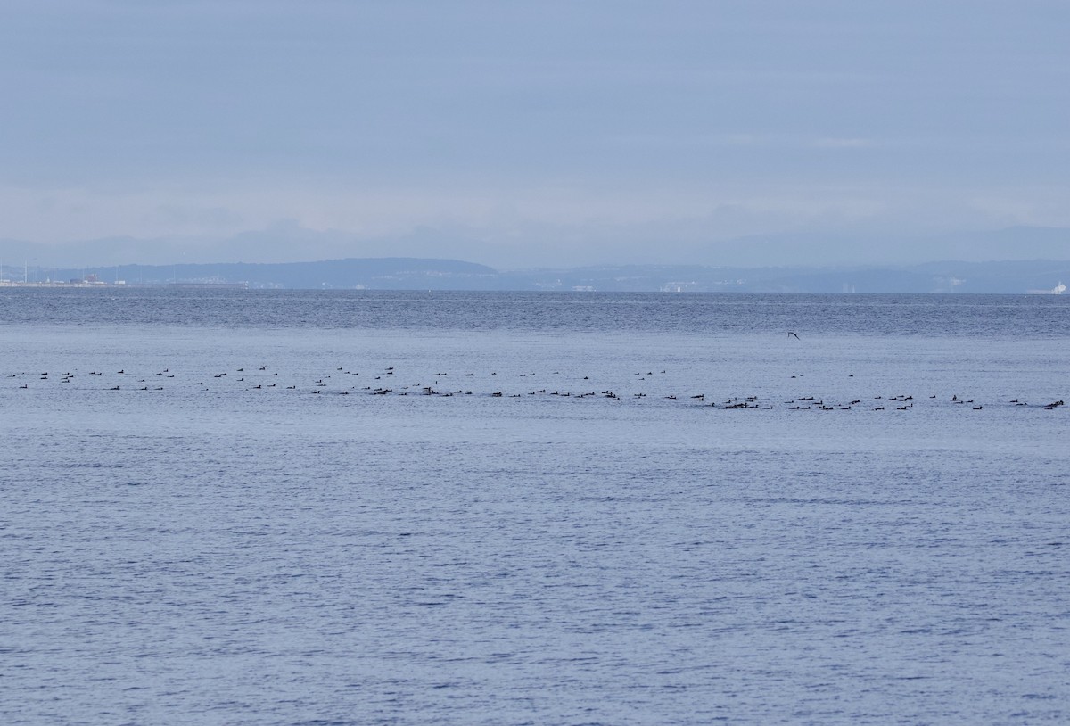 Common Eider - ML639707583