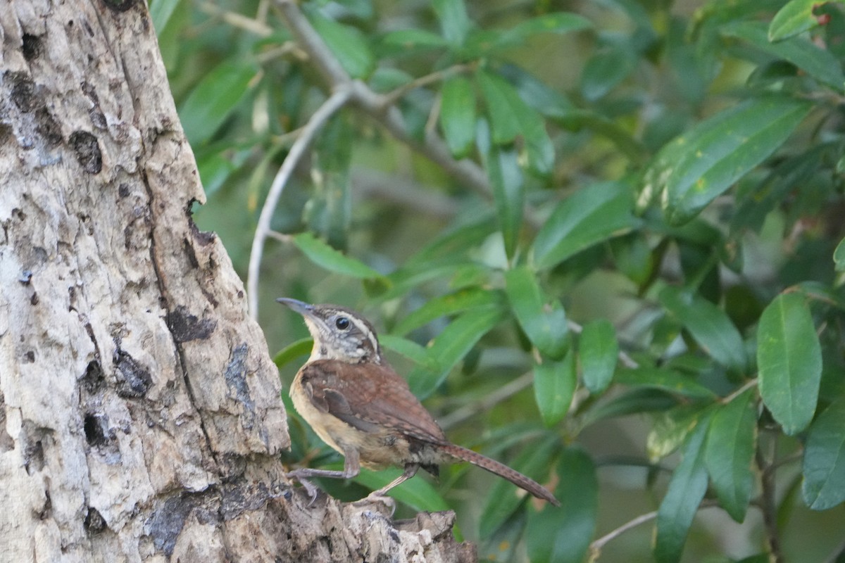 Carolina Wren - ML639707585