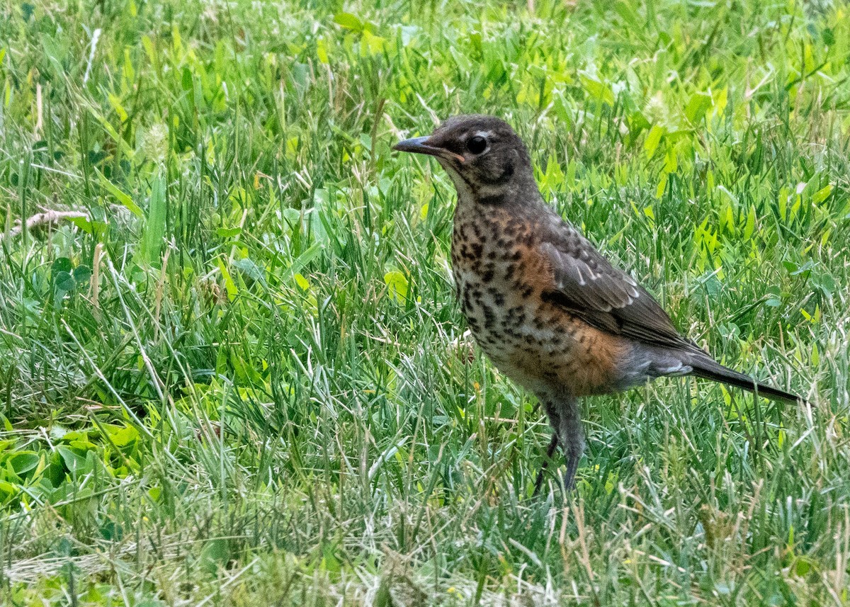 American Robin - ML639707586