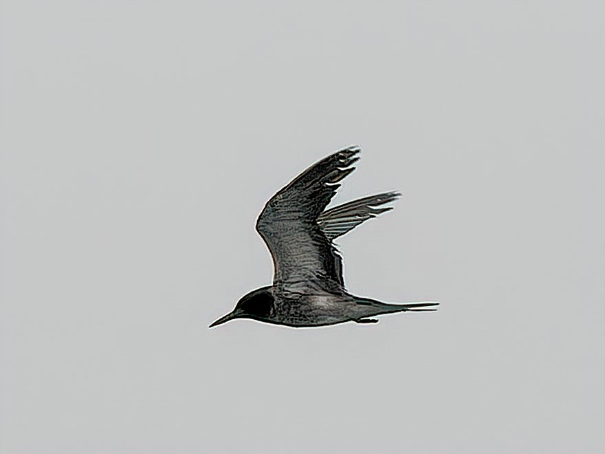 Sooty Tern - ML639707587