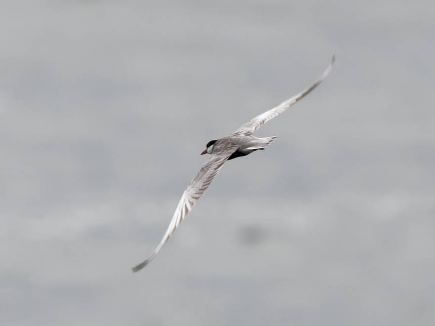 Whiskered Tern - ML639707591