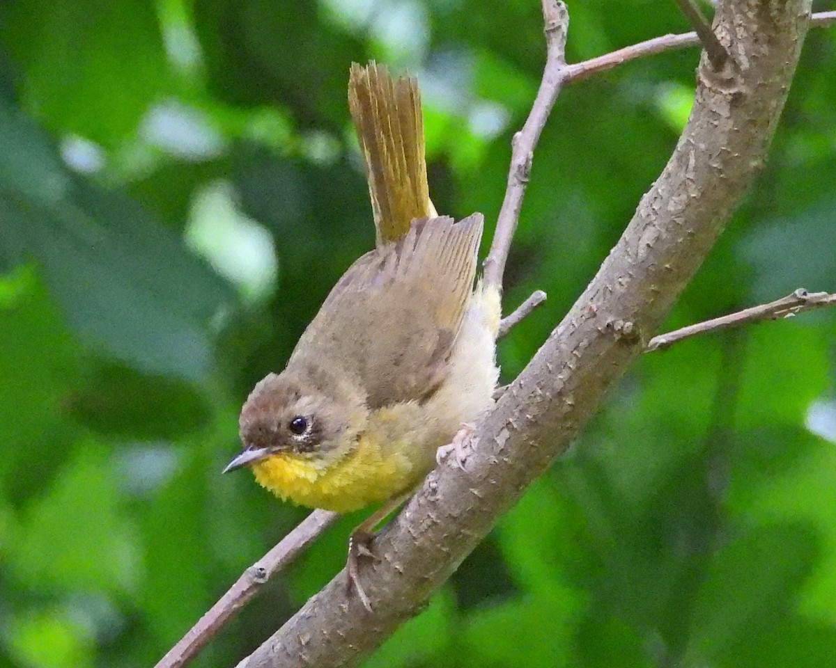 Paruline masquée - ML639707610