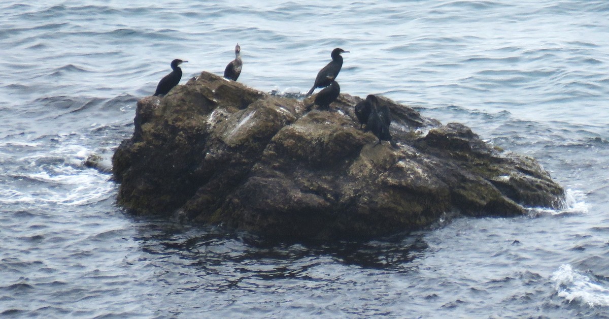 Grand Cormoran - ML639707660