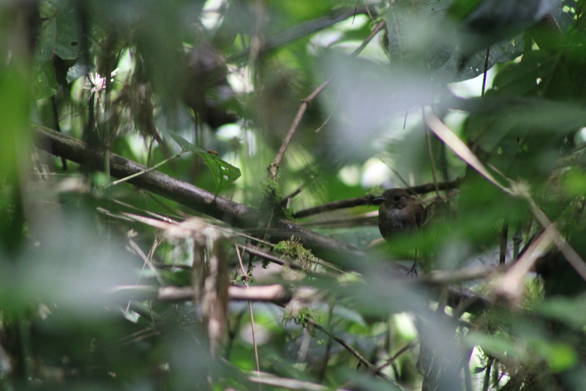 Scaly-breasted Wren - ML639707675
