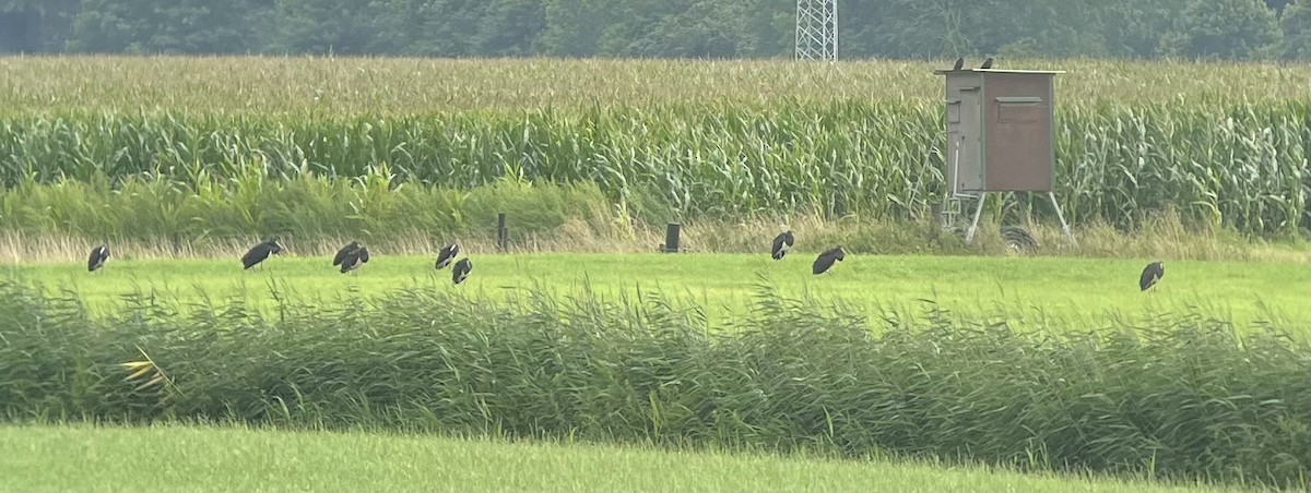 Black Stork - ML639707744