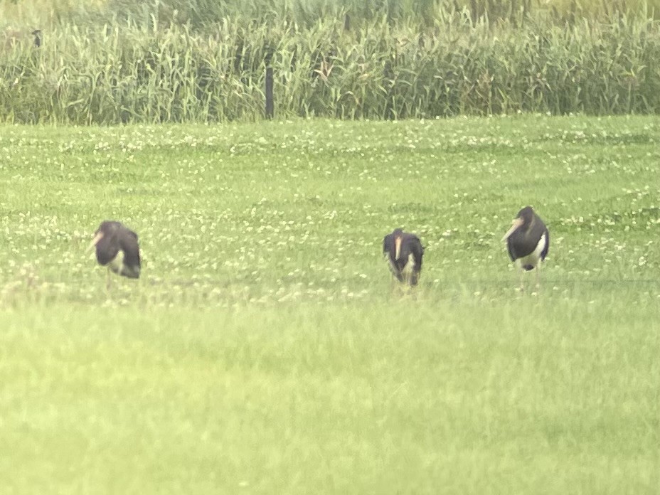 Black Stork - ML639707745