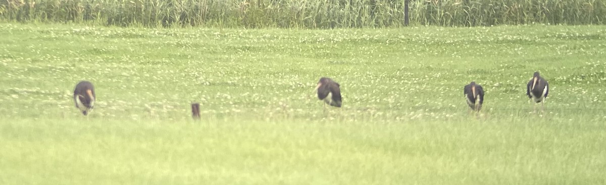 Black Stork - ML639707746