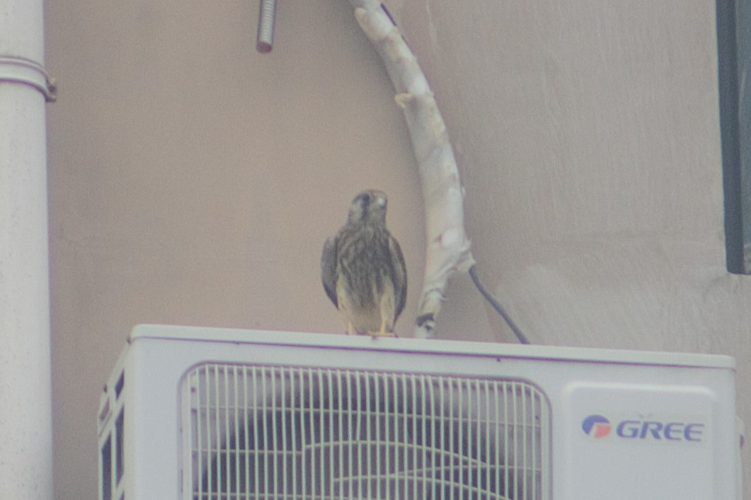Eurasian Kestrel - ML639707747