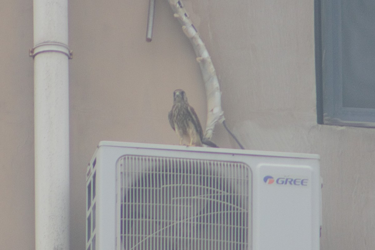 Eurasian Kestrel - ML639707748