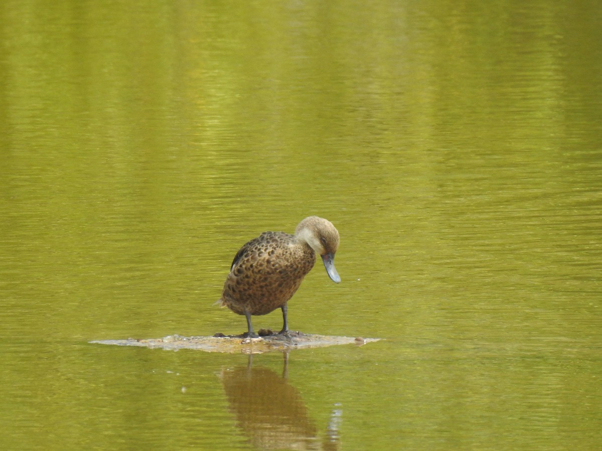 White-cheeked Pintail - ML639707753