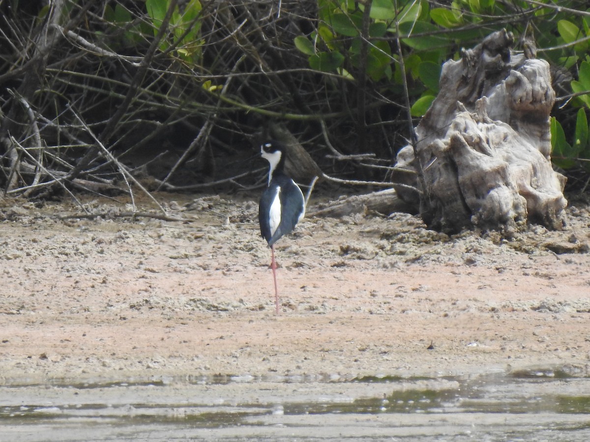 Black-necked Stilt - ML639707757