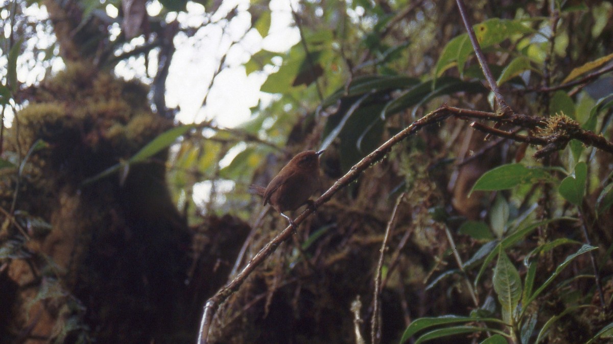 Tepui Wren - ML639707762