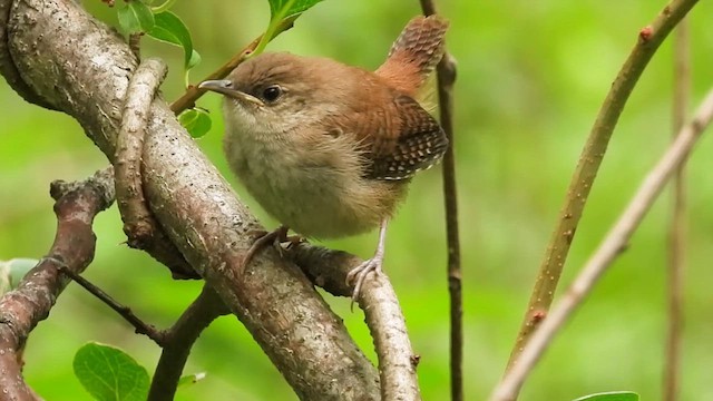 Northern House Wren - ML639707763