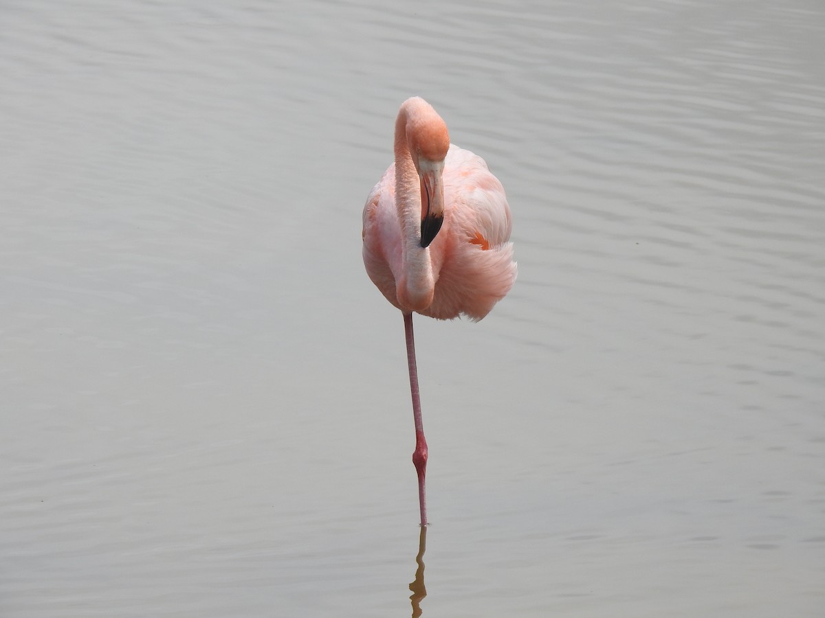 American Flamingo - ML639707764