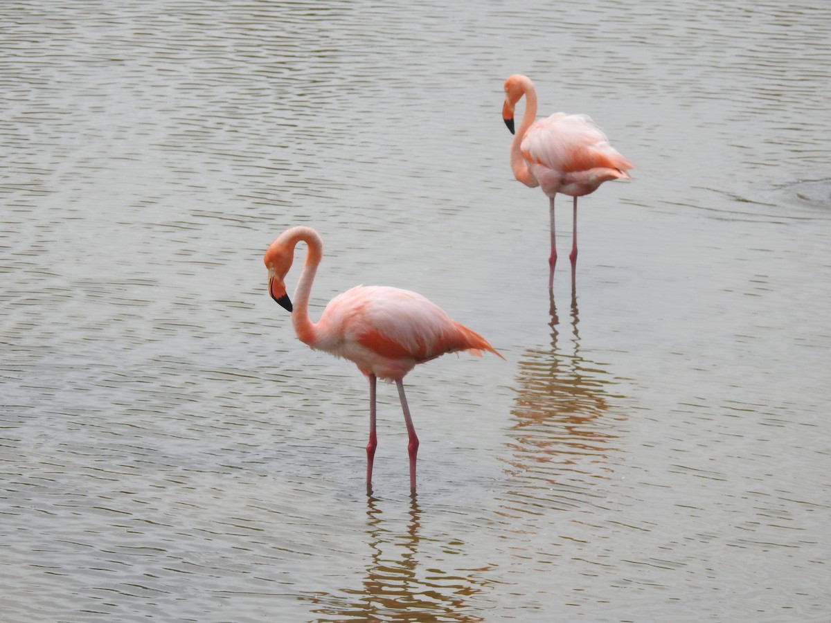 American Flamingo - ML639707771