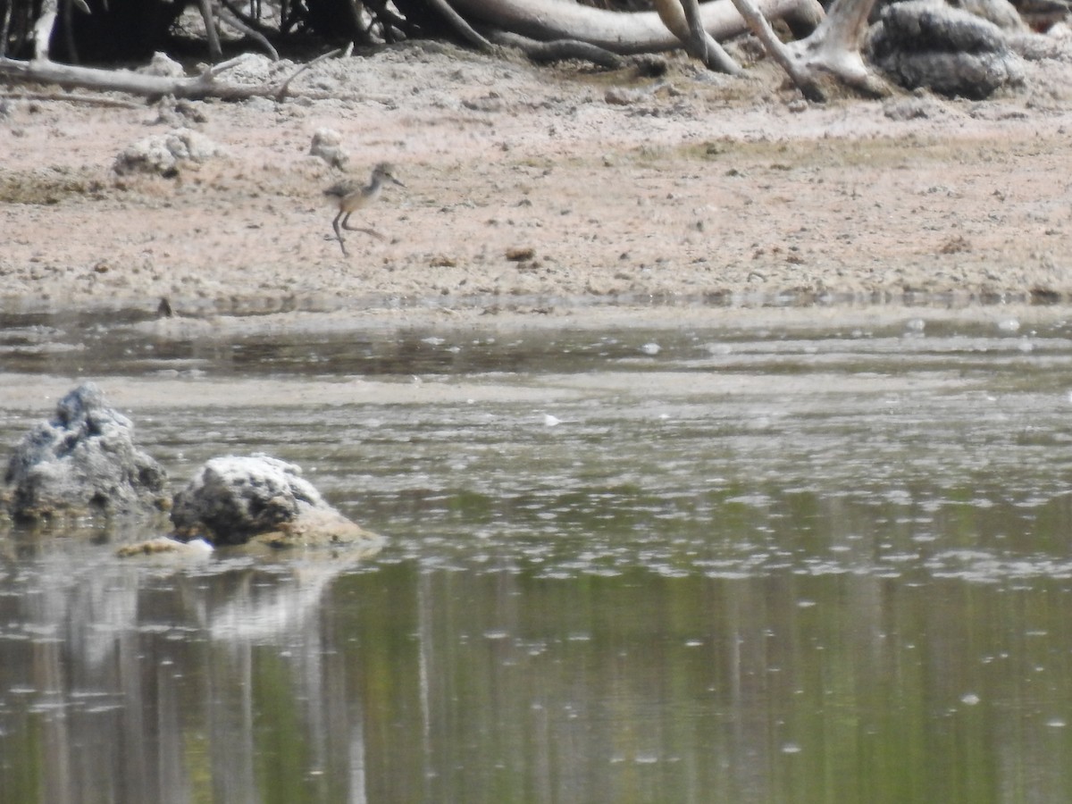 Black-necked Stilt - ML639707786