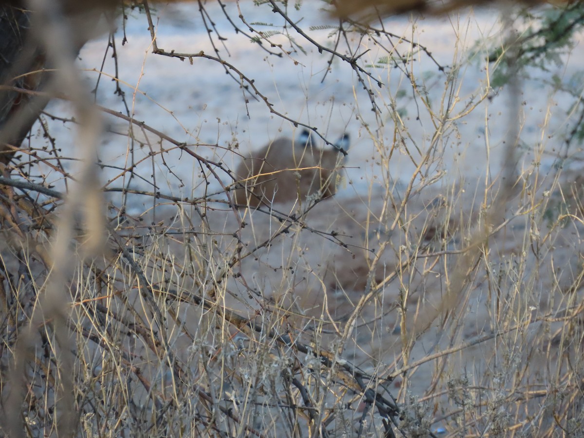Animals - ML639707808