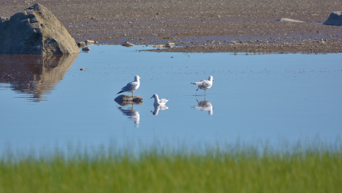 Ring-billed Gull - ML639707810