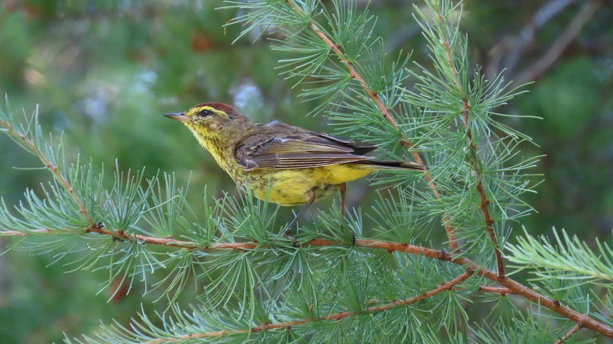 Palm Warbler - ML639707813